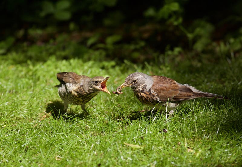 Fütterungsgewordener vogel der Wacholderdrossel lizenzfreies stockfoto Fütterungsgewordener vogel der Wacholderdrossel lizenzfreies stockfoto