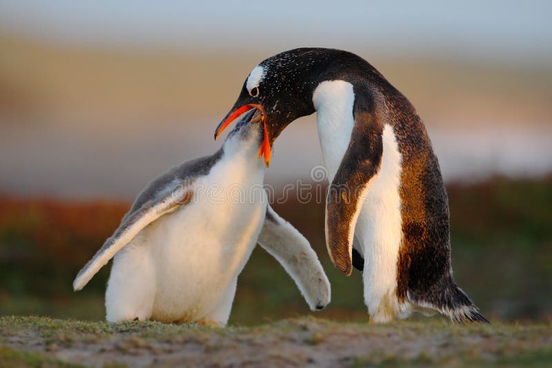 Feeding scene. Young gentoo penguin beging food beside adult gentoo penguin, Falkland. Penguins in the grass. Young gentoo with parent, Antarctica. Feeding scene. Young gentoo penguin beging food beside adult gentoo penguin, Falkland. Penguins in the grass. Young gentoo with parent, Antarctica