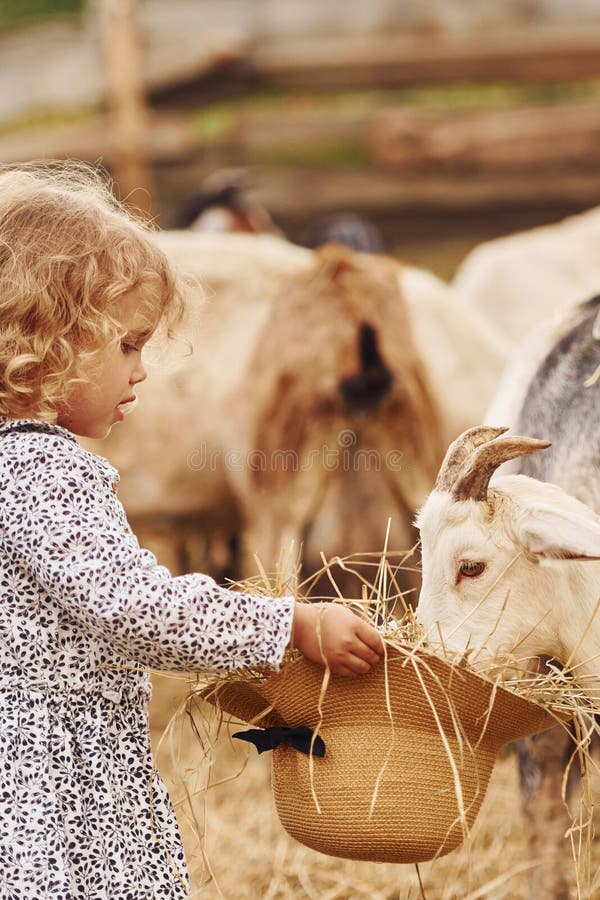 Fütterungsziegen. Kleines Mädchen in blauer Kleidung ist im Sommer draußen auf dem Bauernhof stockfotos