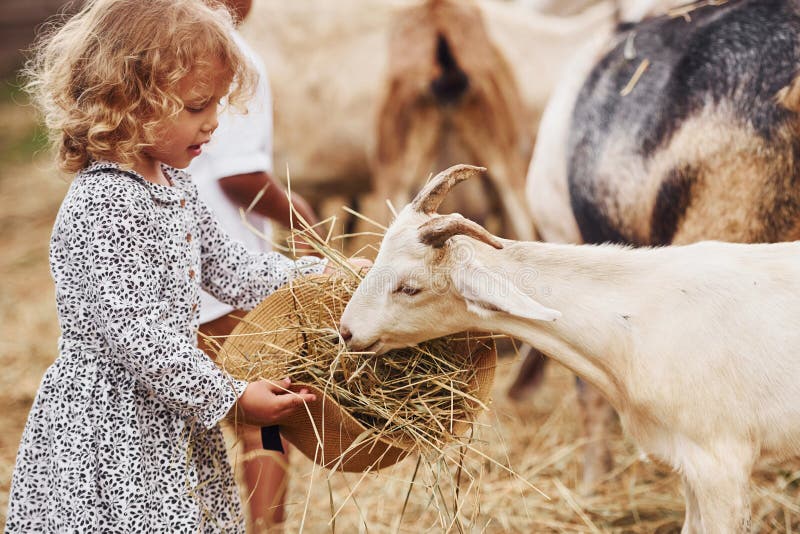 Fütterungsziegen. Kleines Mädchen in blauer Kleidung ist im Sommer draußen auf dem Bauernhof stockfotografie