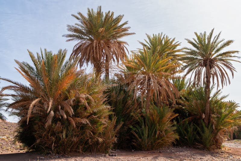 G?mma i handflatan i den ?kenoasiMarocko sahara africa dyn royaltyfria bilder G?mma i handflatan i den ?kenoasiMarocko sahara africa dyn royaltyfria bilder