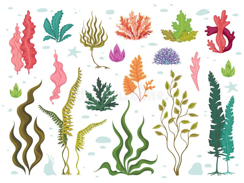 Ga?? zatki Denne podwodne rośliny, ocean rafa koralowa i nadwodny kelp, ręka rysujący morski flora set Wektorowa gałęzatki kresków ilustracji