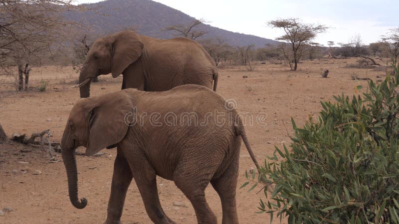 Gaat de kudde Afrikaanse Volwassen Olifanten door de Dorre Bruine Reserve van Aardesamburu