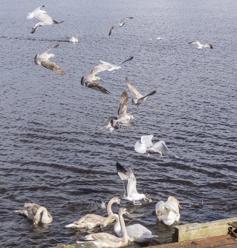 Gabbiani d'alimentazione in volo e cigni la Scozia fotografie stock Gabbiani d'alimentazione in volo e cigni la Scozia fotografie stock