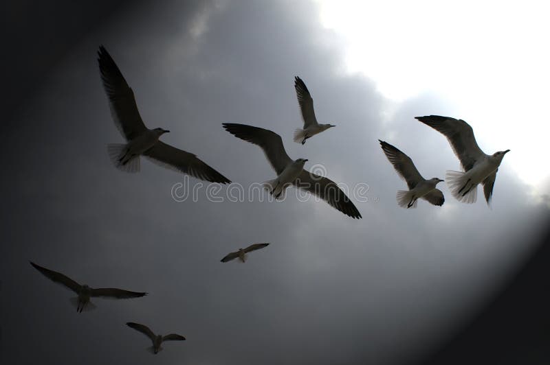 Gabbiani di mare proiettati sul cielo scuro immagine stock libera da diritti Gabbiani di mare proiettati sul cielo scuro immagine stock libera da diritti