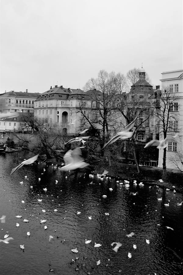 Gabbiani e cigni sopra il fiume della Moldava a vecchia Praga nell'inverno immagini stock Gabbiani e cigni sopra il fiume della Moldava a vecchia Praga nell'inverno immagini stock