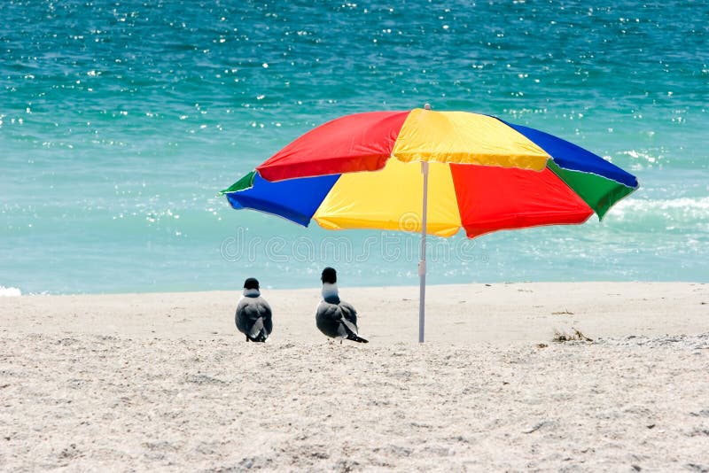 Gabbiani sotto l'ombrello di spiaggia fotografie stock libere da diritti