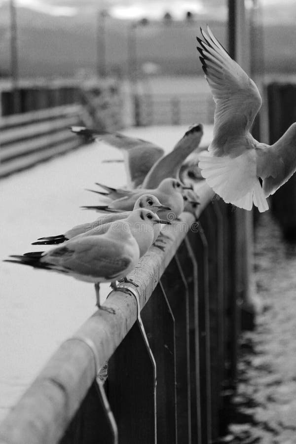 Gabbiani sul web fotografie stock Gabbiani sul web fotografie stock