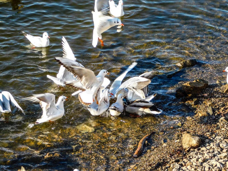 Gabbiani uccelli migratori natura dell'acqua fotografie stock