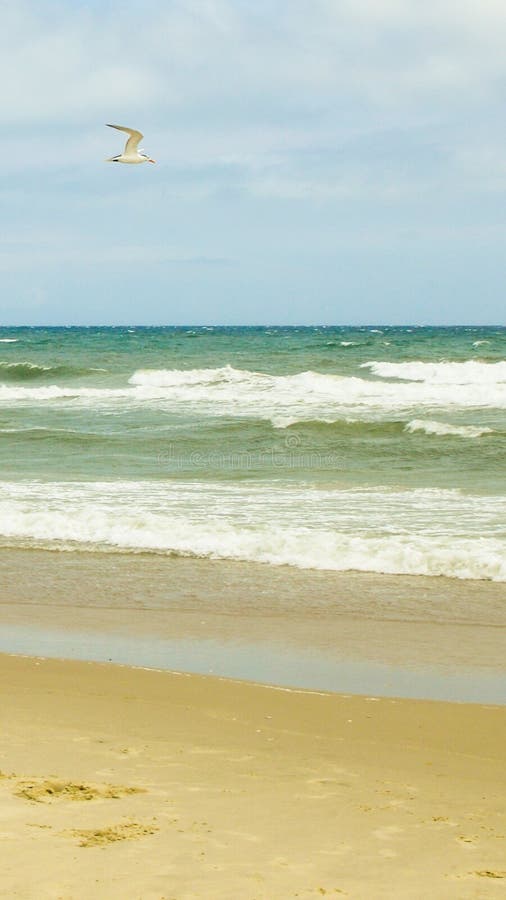Gabbiano che sorvola la spiaggia con lo schianto delle onde immagine stock libera da diritti Gabbiano che sorvola la spiaggia con lo schianto delle onde immagine stock libera da diritti