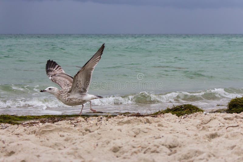 Gabbiano corrente di Brown sul suo volo di inizio contro la tempesta sul mare Concetto selvaggio degli uccelli Gabbiano sulla spi immagine stock libera da diritti Gabbiano corrente di Brown sul suo volo di inizio contro la tempesta sul mare Concetto selvaggio degli uccelli Gabbiano sulla spi immagine stock libera da diritti