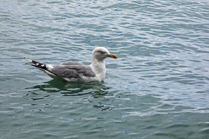 Gabbiano da nuoto con piume grigie sulle ali in un mare trasparente e pulito immagini stock libere da diritti
