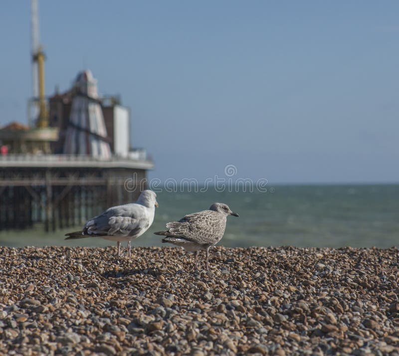 Gabbiano e ciottoli su una spiaggia - Brighton, Inghilterra, Regno Unito immagini stock Gabbiano e ciottoli su una spiaggia - Brighton, Inghilterra, Regno Unito immagini stock