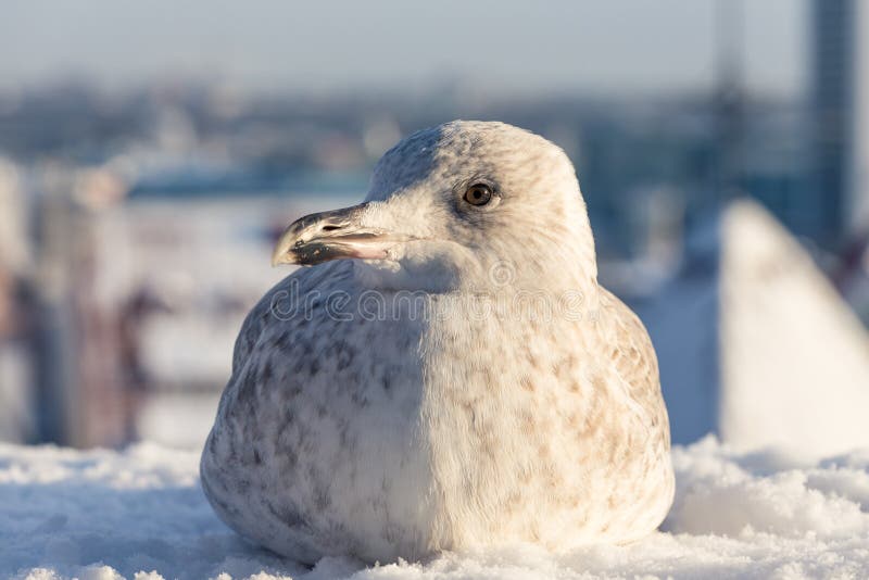Gabbiano nell'inverno Tallinn fotografia stock libera da diritti Gabbiano nell'inverno Tallinn fotografia stock libera da diritti