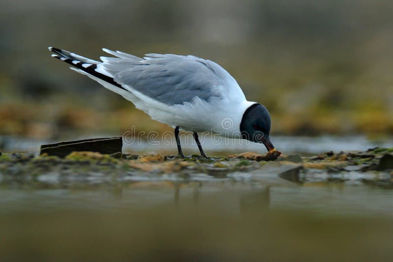 Gabbiano raro a nord di Europa, sabini di larus, gabbiano del ` s di Sabine, sabini di Xema Uccello sul gabbiano bianco della cos immagini stock Gabbiano raro a nord di Europa, sabini di larus, gabbiano del ` s di Sabine, sabini di Xema Uccello sul gabbiano bianco della cos immagini stock