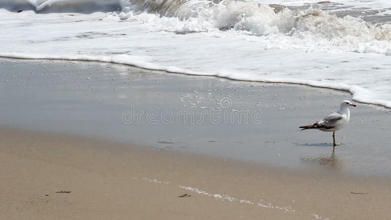 Gabbiano su Sandy Beach With Ocean Waves