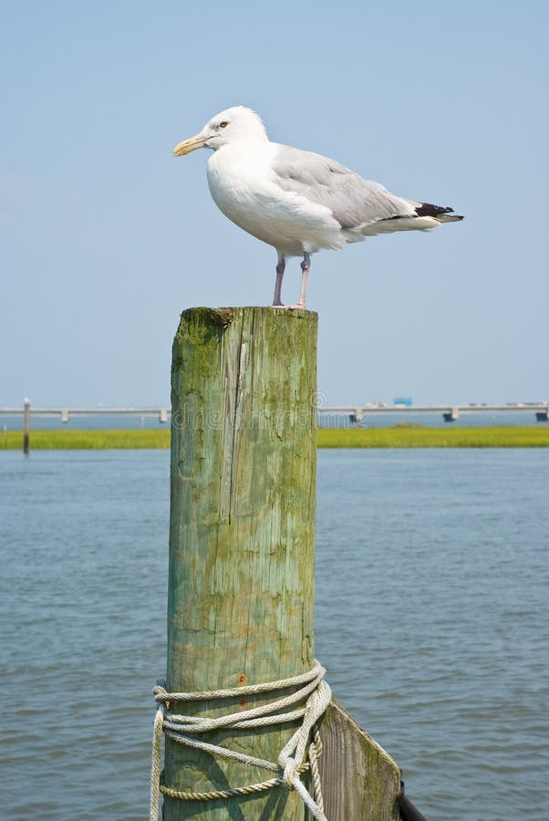 Seagulls on a Piling in Virginia. Seagulls on a Piling in Virginia