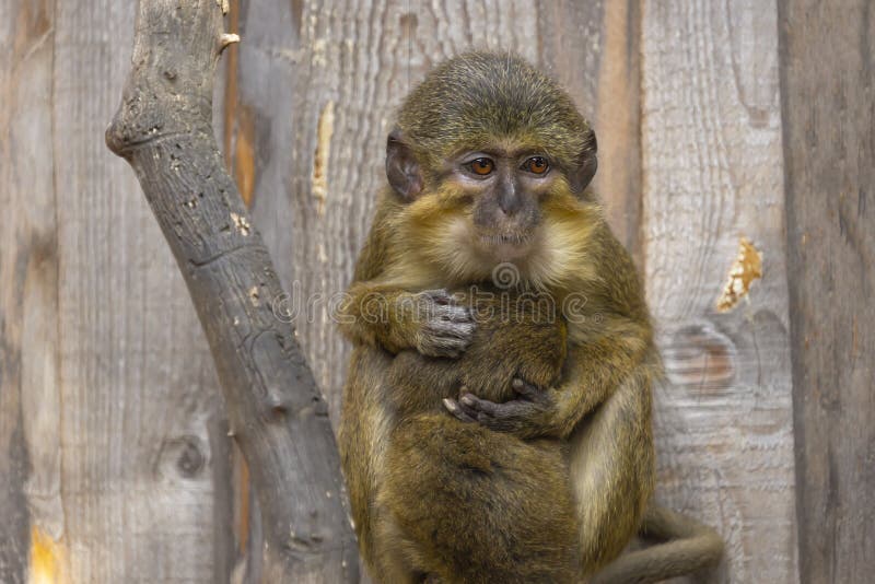 19,594 Fotos de Stock de Macaco Branco Da Cara - Fotos de Stock Gratuitas e  Sem Fidelização a partir da Dreamstime