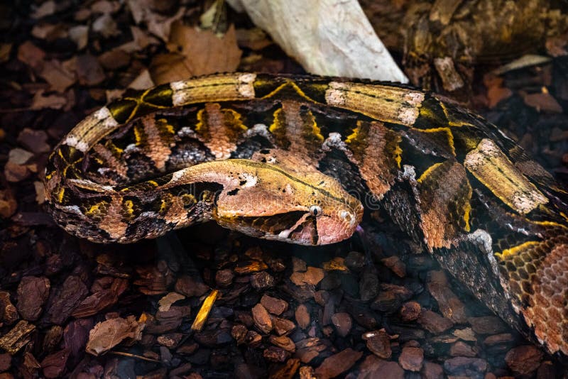 Gaboon viper o gaboon occidental viper bitis gabonica viperidae. cerrar