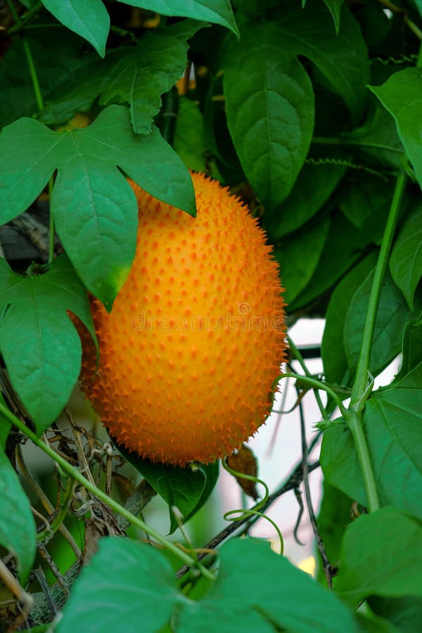 Frucht des Gac-Baums