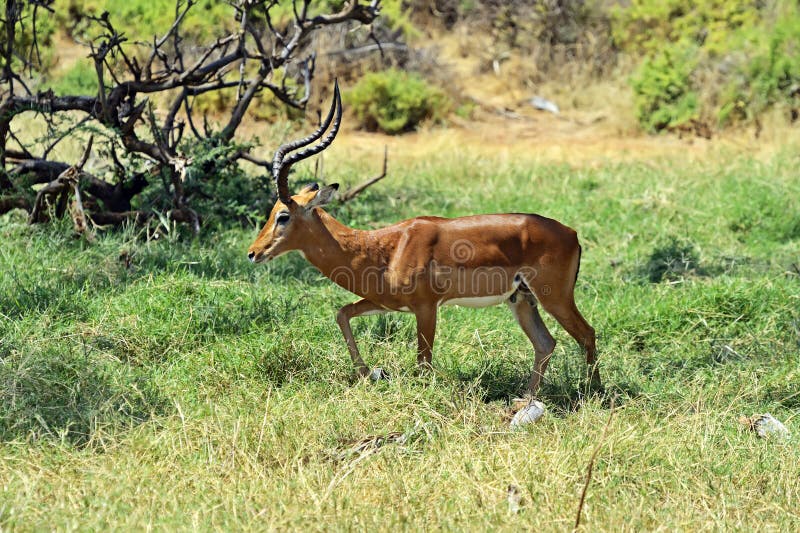 Download Gacela del impala foto de archivo. Imagen de kenia, ungulates - 44851528