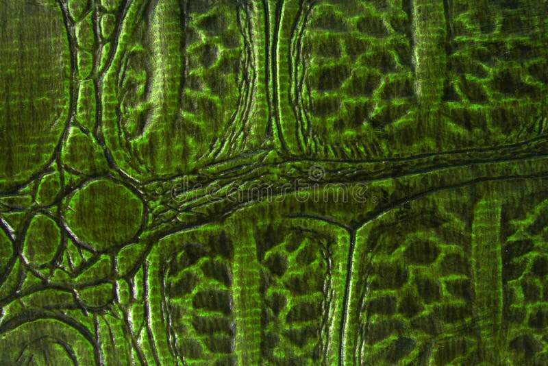 Green Reptile Skin Background Texture. Green Reptile Skin Background Texture