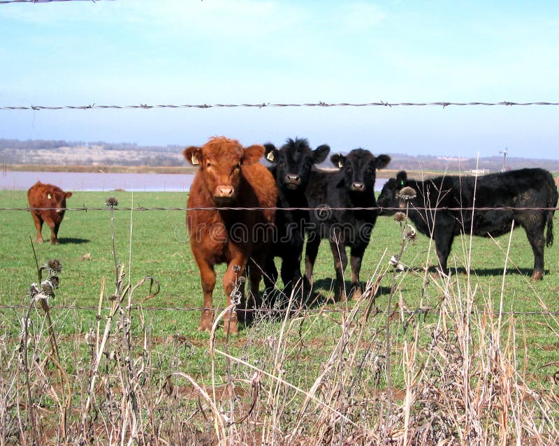 Download Gado foto de stock. Imagem de preto, grupo, bezerra, carne - 58150