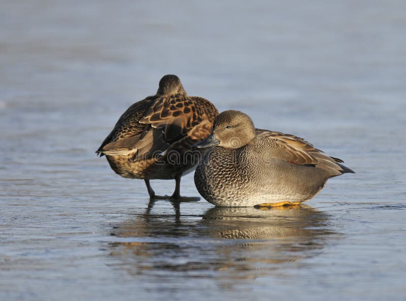 Gadwall Ducks - Anas strepera royalty free stock photography