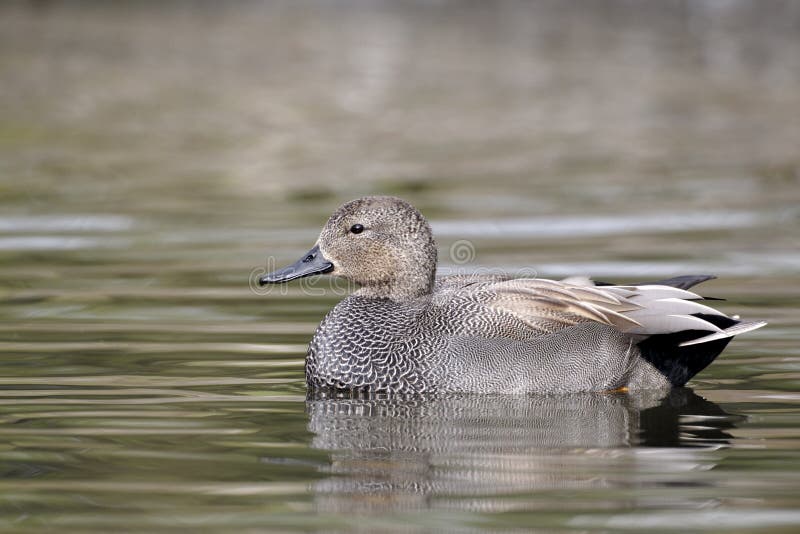 Gadwall, Loxia curvirostra