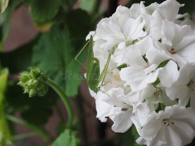 Gafanhoto Animal Em Flor De Gerânio Foto de Stock - Imagem de flor, planta:  229835954