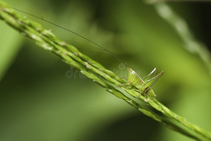 Pequena gafanhoto verde foto de stock royalty free
