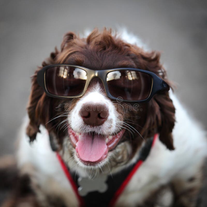 Gafas de sol que llevan del perro divertido del inconformista foto de archivo