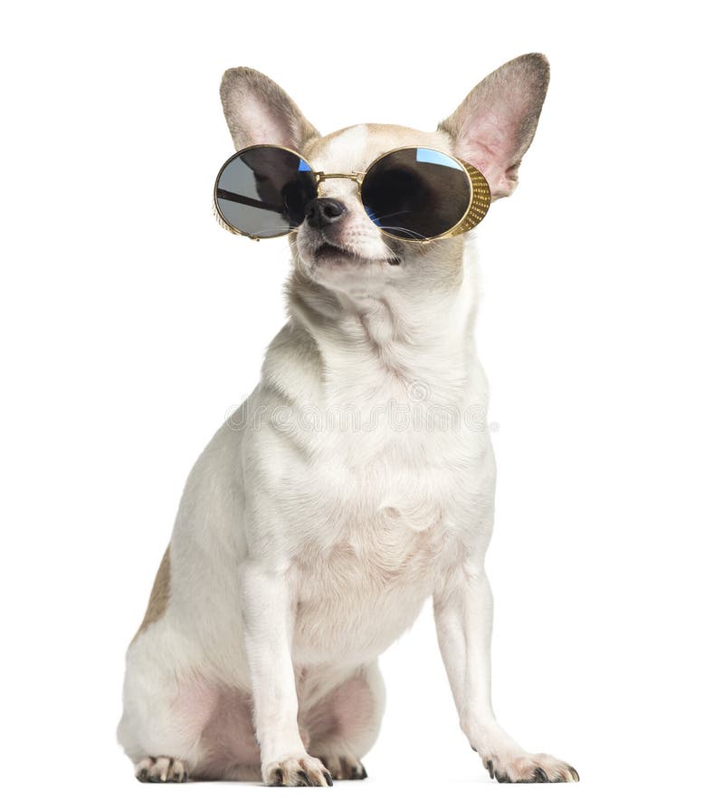 Gafas de sol que se sientan y que llevan de la chihuahua (2 años) foto de archivo libre de regalías