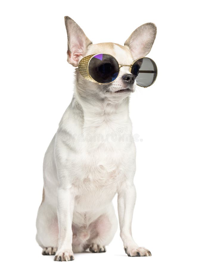 Gafas de sol que se sientan y que llevan de la chihuahua (2 años) imagen de archivo libre de regalías