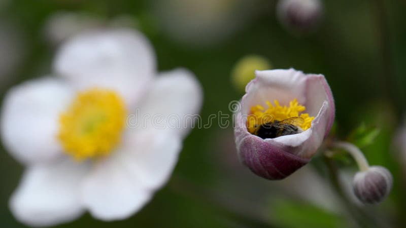 Gaffez l'abeille rassemble le nectar d'une fleur clips vidéos