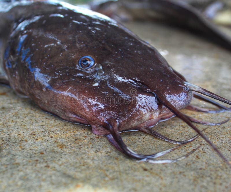 Gafftopsail Catfish (Bagre Marinus) on the Wet Surface Stock Photo