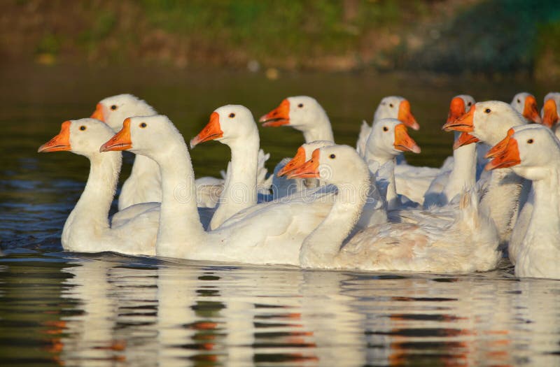 Gaggle of white geese 2 stock photo. Image of branta 33272266
