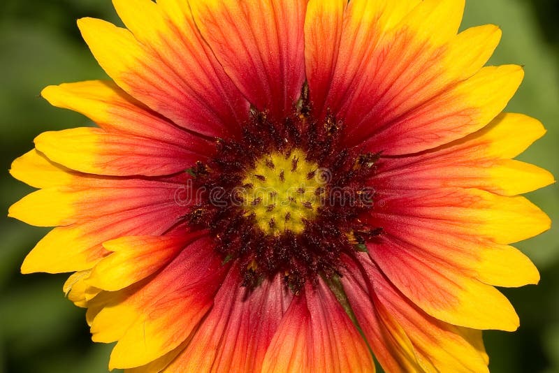 Gaillardia Blanket Flower