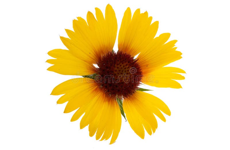 Gaillardia Flowers Isolated Stock Image Image of floral, plant 224189907