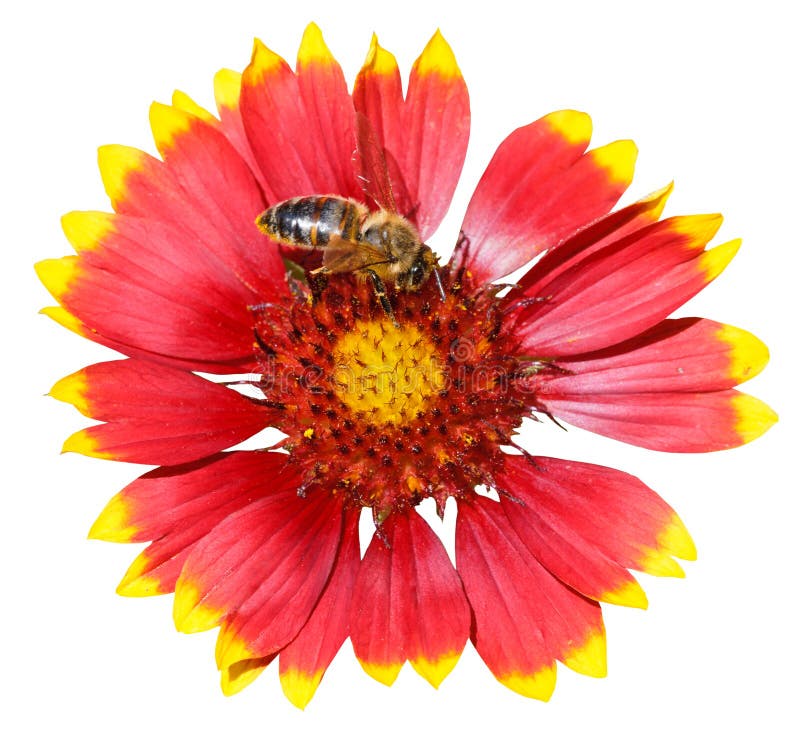 Gaillardiablume mit der Honigbiene lokalisiert lizenzfreies stockfoto Gaillardiablume mit der Honigbiene lokalisiert lizenzfreies stockfoto