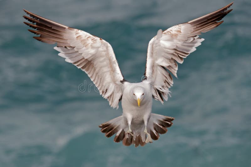 Gaivota-de-cabeça-cinzenta 07 imagens de stock royalty free