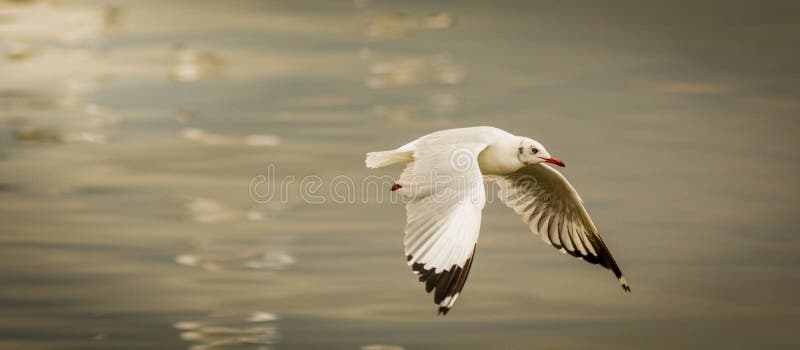A gaivota fotografia de stock royalty free
