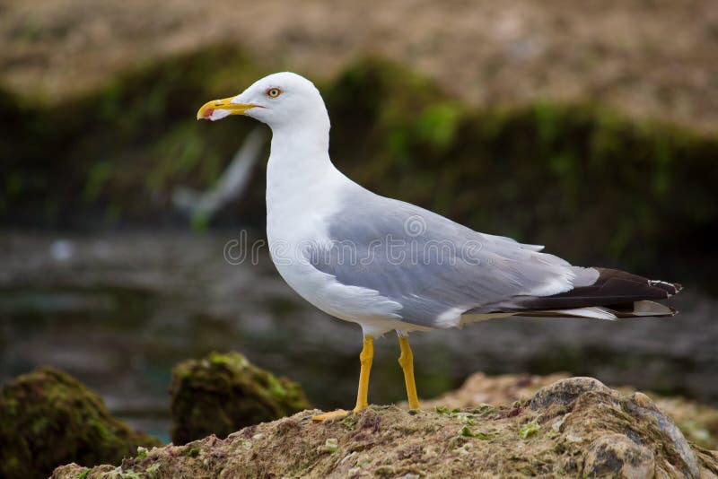 Gaivota imagens de stock