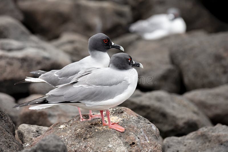 Gaivota-de-rabo-forquilhado nas Ilhas Galápagos fotografia de stock