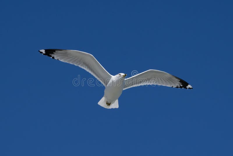 Gaivota-argêntea-comum a voar num céu azul límpido fotografia de stock