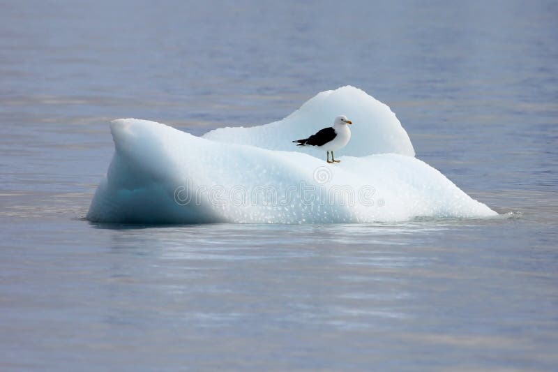 Gaivota da alga, dominicanus do larus, flutuando na banquisa de gelo, oceano antártico imagens de stock Gaivota da alga, dominicanus do larus, flutuando na banquisa de gelo, oceano antártico imagens de stock