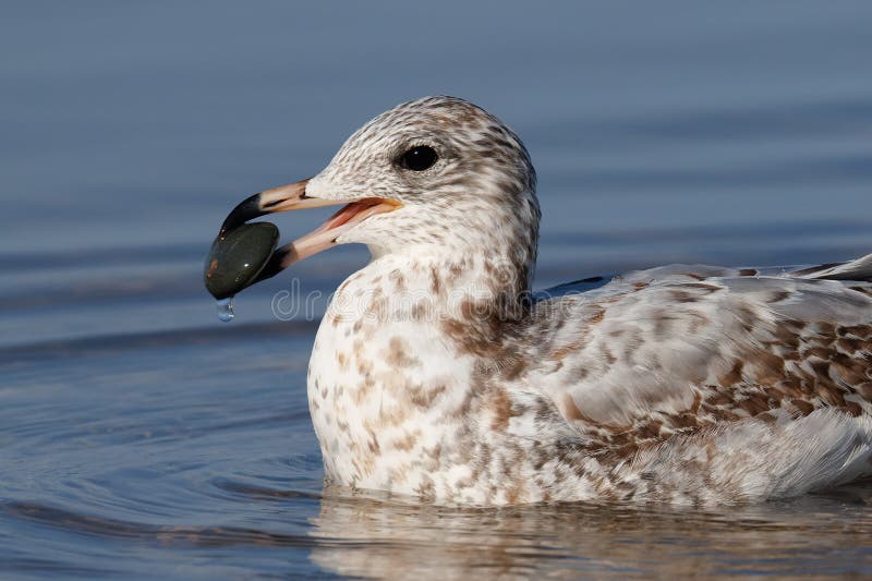 Gaivota-de-bico-anelar a retirar uma pedra da água fotos de stock