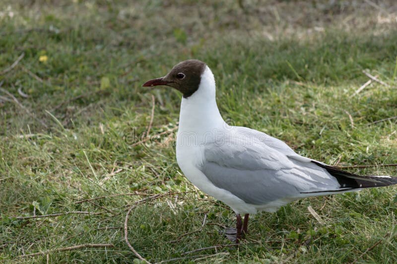 Gaivota de cabeça negra de Chroicocephalus Ridibundus que está em uma grama fotografia de stock Gaivota de cabeça negra de Chroicocephalus Ridibundus que está em uma grama fotografia de stock