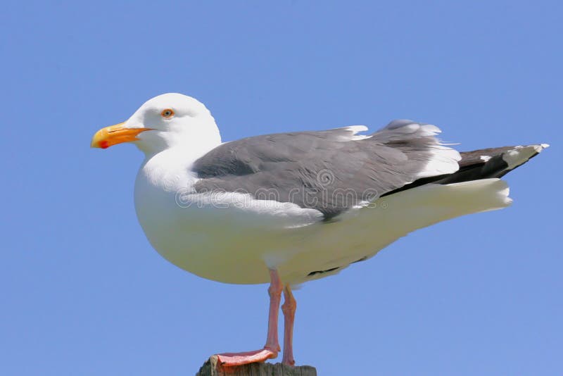 Gaivota-da-Califórnia foto de stock royalty free