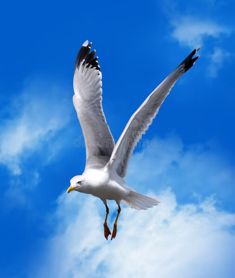 Gaivota fotos de stock royalty free